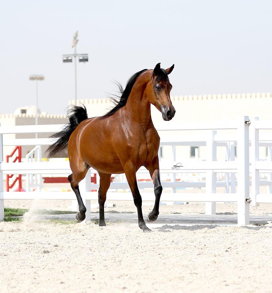 Mandara Equestrian Club-gallery-3