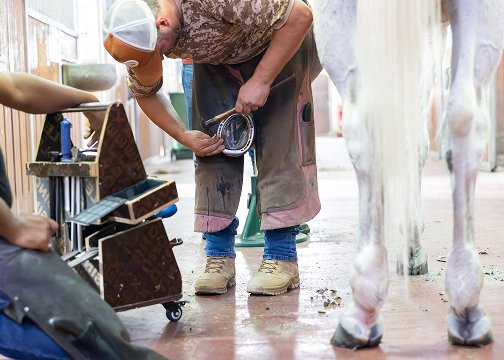 al-bouraq-farriers-3